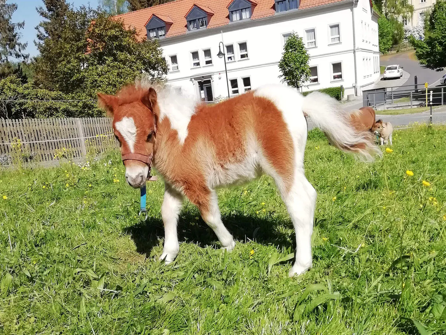 Goldfee vom Oberlausitzblick