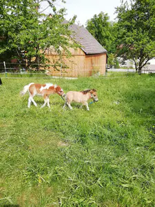 Eddy vom Oberlausitzblick