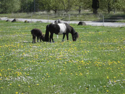 Prince vom Oberlausitzblick