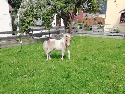 Gini vom Oberlausitzblick