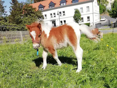 Goldfee vom Oberlausitzblick