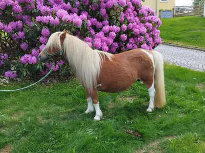 Niederbroks Stina