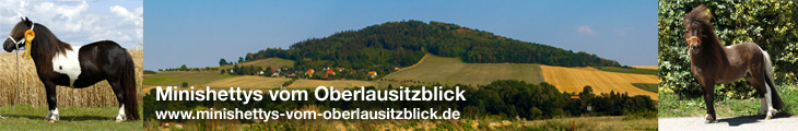 Banner Minishettys vom Oberlausitzblick